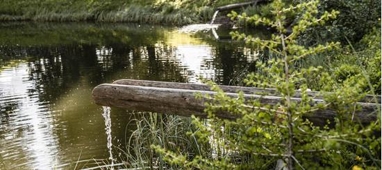 Wooden fountain with clear water flowing into a forest stream surrounded by lush greenery.