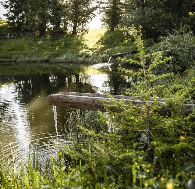 Wooden fountain with clear water flowing into a forest stream surrounded by lush greenery.