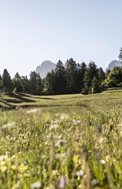 On the foreground, a blooming meadow; in the background, our hotel and the mountains