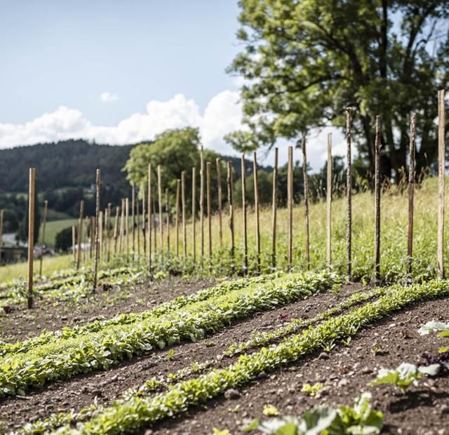 Rows of young vegetable plants with wooden stakes on a sunny sloped field.