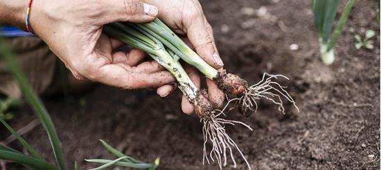 Two hands hold freshly harvested scallions with soil still clinging to the roots.