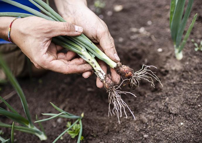 Two hands hold freshly harvested scallions with soil still clinging to the roots.