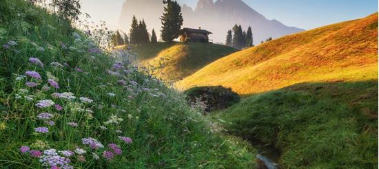 Flower meadow with a stream and an alpine hut in the morning light, with the striking peaks of the Dolomites in the background.