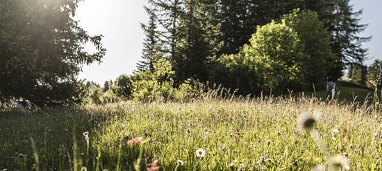Sunlight hits a blooming summer meadow in front of a dense forest of fir and leafy trees.