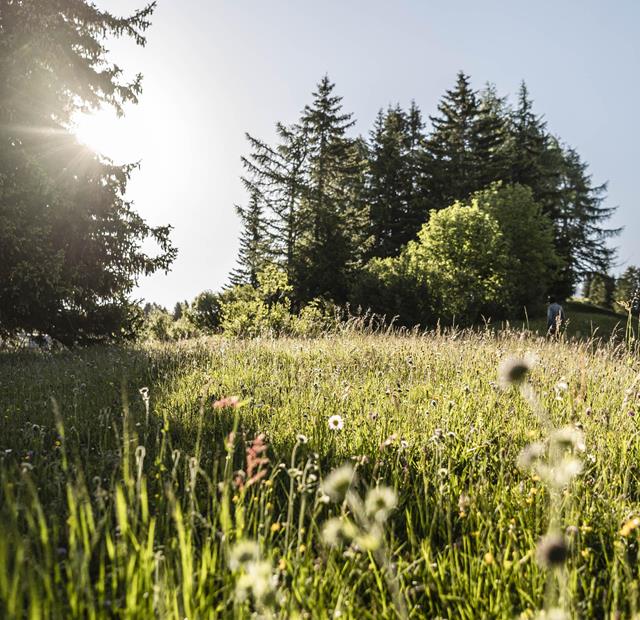 Sunlight hits a blooming summer meadow in front of a dense forest of fir and leafy trees.