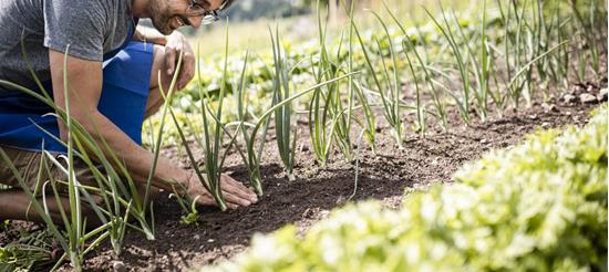 A man in an apron tends vegetables in a sunny, well-kept garden bed.