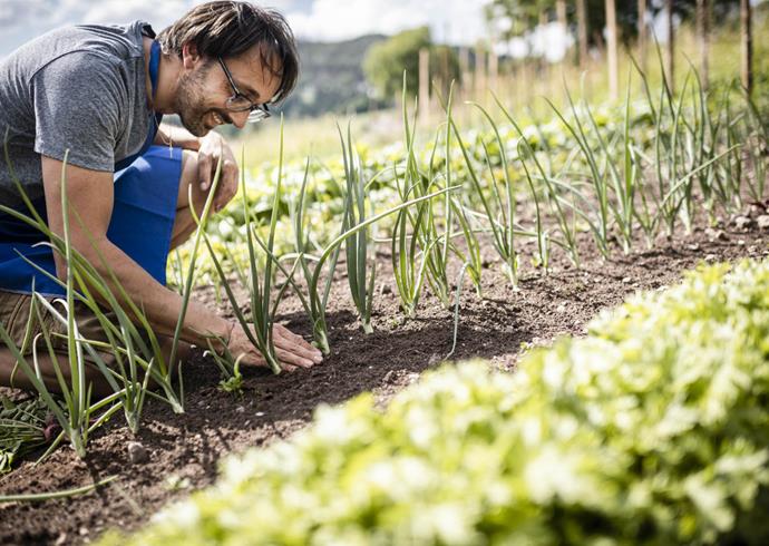 A man in an apron tends vegetables in a sunny, well-kept garden bed.