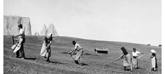 Fotografia storica in bianco e nero: Un gruppo di donne e uomini raccolgono il fieno su un prato alpino, con le caratteristiche cime delle Dolomiti sullo sfondo.