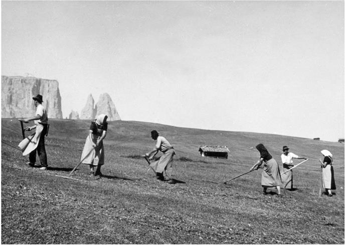 Fotografia storica in bianco e nero: Un gruppo di donne e uomini raccolgono il fieno su un prato alpino, con le caratteristiche cime delle Dolomiti sullo sfondo.