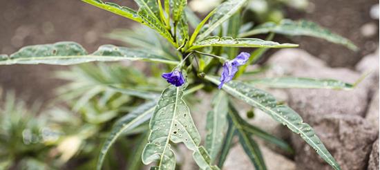Pianta verde con foglie lunghe bucate e due fiori viola davanti a delle pietre.