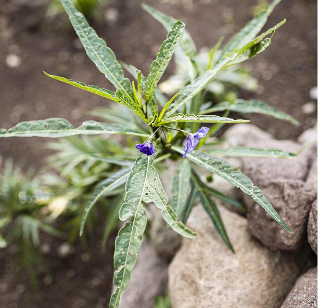 Pianta verde con foglie lunghe bucate e due fiori viola davanti a delle pietre.