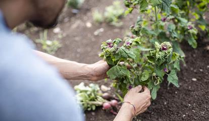 A man is gardening