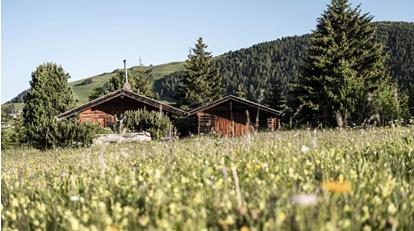 Zwei traditionelle Holzhütten inmitten einer sommerlichen Blumenwiese, umgeben von grünen Nadelbäumen und sanften Berghängen.
