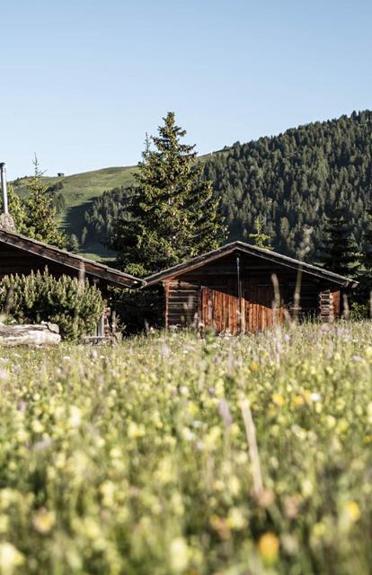 Due baite tradizionali in legno immerse in un prato fiorito estivo, circondate da pini verdi e dolci pendii montani.