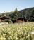 Two traditional wooden cabins nestled in a summer wildflower meadow, surrounded by green pines and rolling mountain slopes.